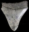 Bargain Megalodon Tooth - South Carolina #18406-2